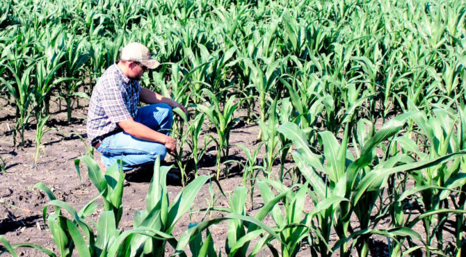 Crop-monitoring